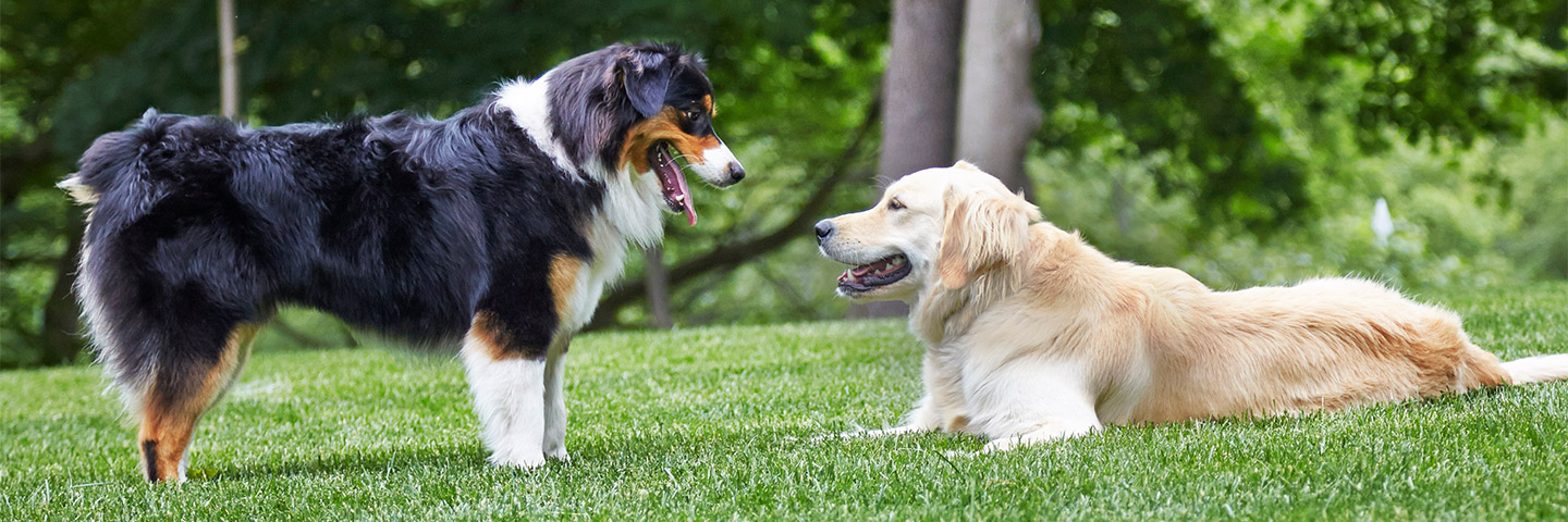 DogWatch by Perry Fence, Fayetteville, Pennsylvania | Outdoor Hidden Dog Fences Slider Image